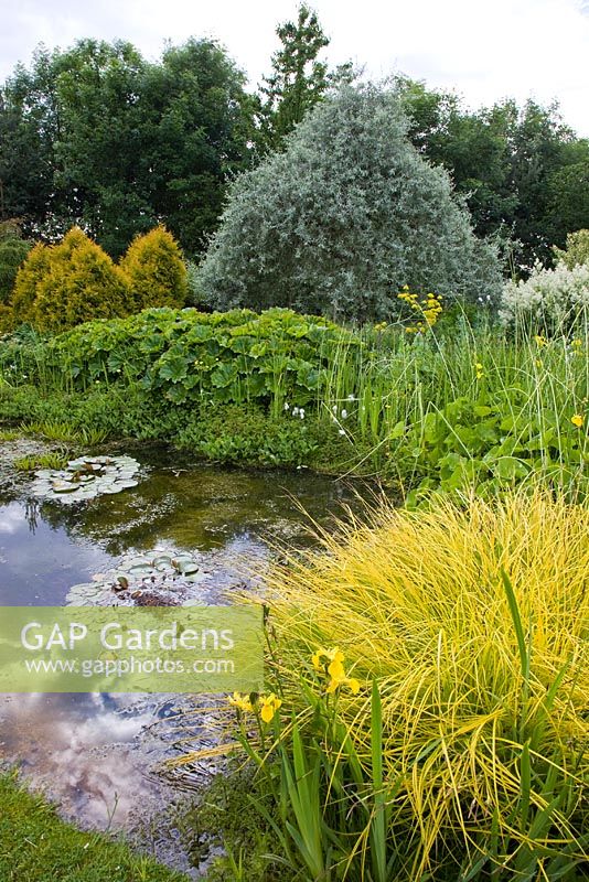 Garden pond edged with water plants and mature trees - Woodpeckers, Warwickshire