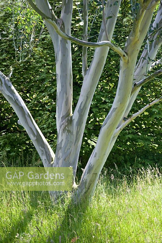 Unusual blue-grey bark of Eucalyptus tree - Woodpeckers, Warwickshire