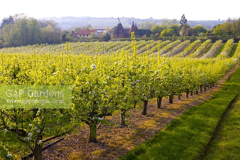 Commercial orchard in Spring