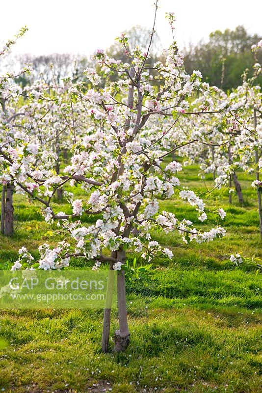 Malus 'Russet' - Young apple tree in blossom in commercial orchard