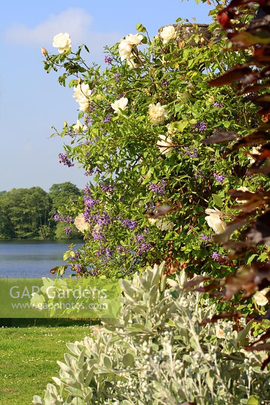 Rosa 'Madame Alfred Carriere' and Solanum against wall with view to lake