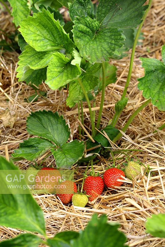 Fragaria - Ripening strawberries mulched with straw in June