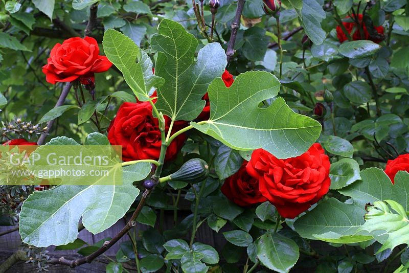 Ficus and Rosa - Figs and roses in June