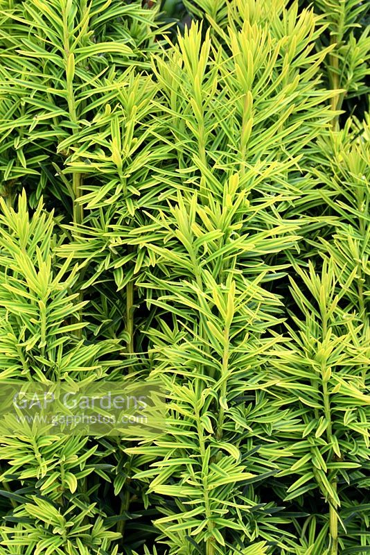 Taxus baccata 'Fastigiata Aurea' - Golden Irish Yew