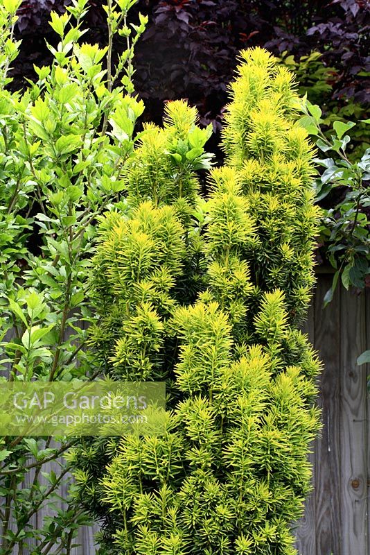 Taxus baccata 'Fastigiata Aurea' - Golden Irish Yew