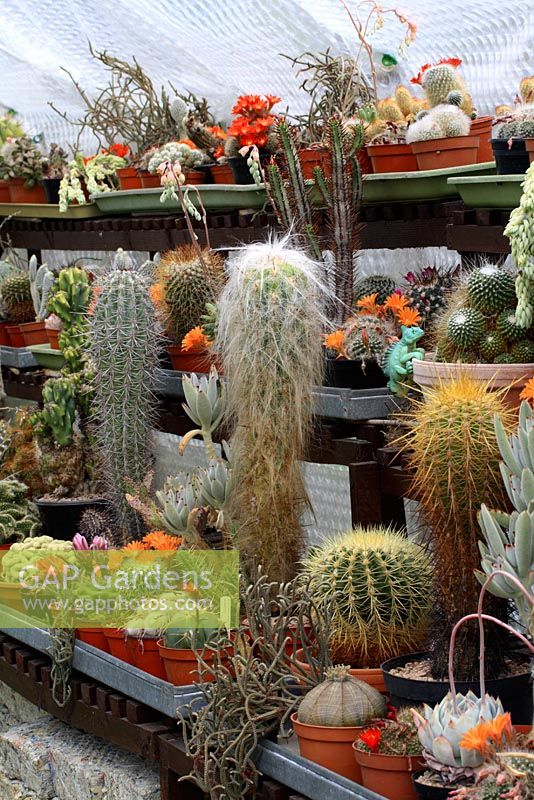 Cacti collection in pots on greenhouse shelves, insulated with bubblewrap