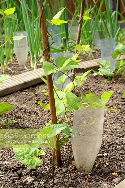 Recycled plastic bottles being used to water runner beans at roots