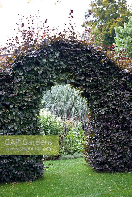 Fagus sylvatica - Copper beech archway in hedge at Winterbourne Botanic Garden 