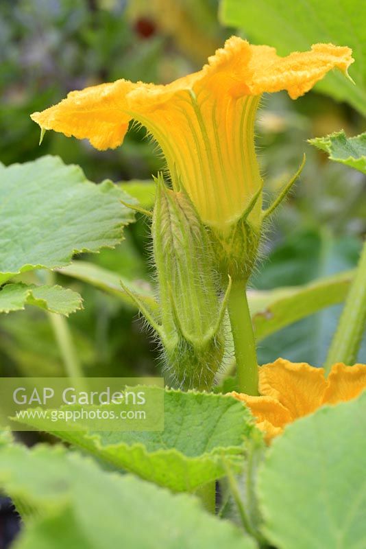 Cucurbita  'Crown Prince' - Pumpkin plant in flower summer