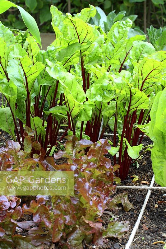 Lettuces and beetroot in beds designed for square foot gardening
