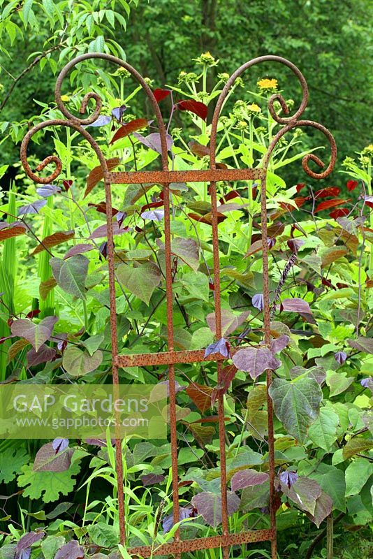 Cercis canadensis 'Forest Pansy' growing through rusty metal focal point, June