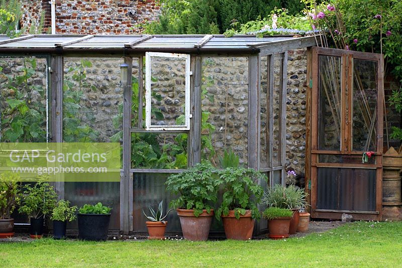 Rustic lean-to or greenhouse with tomatoes and cucumber plants climbing climbers vegetables growing pots containers in June