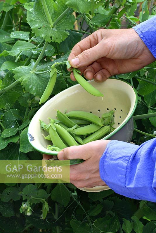 Pisum 'Sugar Bon' - Man harvesting organic peas in enamel colander