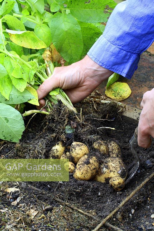 Solanum tuberosum 'Duke of York' - Man harvesting potatoes in beds designed for square foot gardening