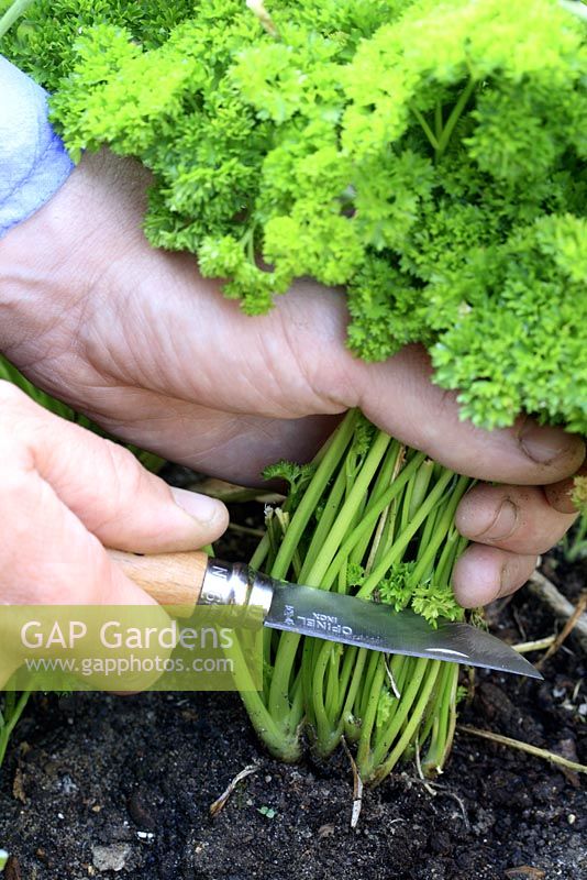 Harvesting parsley at base of plant with knife which also encourages new growth