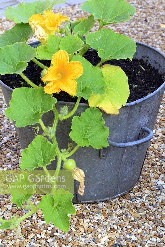 Cucurbita 'Crown Prince' - Flowering pumpkin plant growing in recycled metal container