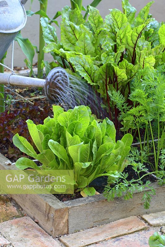 Watering organic vegetables in raised beds designed for square foot gardening - Beetroot, lettuces, salads and carrots