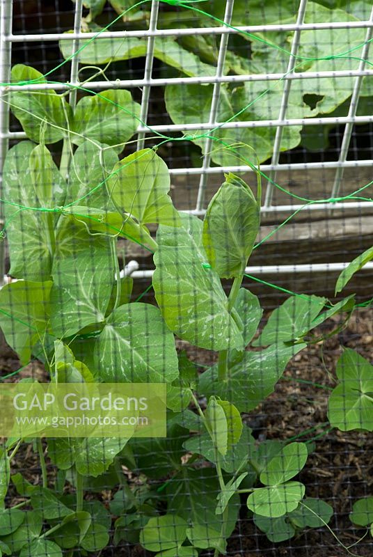 Pea 'Onward' growing up through green netting and protected by further netting and plastic grid in June