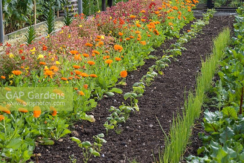 Colourful allotment with rows of vegetables and flowers including marigold and mimulus 