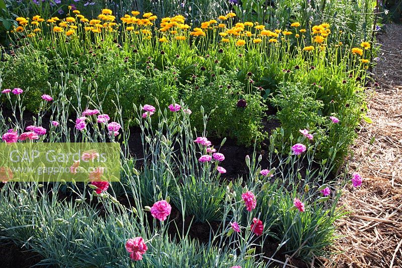 Rows of Dianthus 'Cosmic Swirl Pink', Scabiosa and Calendula 'Orange King' with a straw lined path in 'The Growing Tastes Allotment Garden' at RHS Hampton Court Flower Show 2009