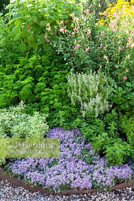 Herbs including Thymus, Salvia, Origanum and Petroselinum planted in a herb wheel in 'The Growing Tastes Allotment Garden' at RHS Hampton Court Flower Show 2009