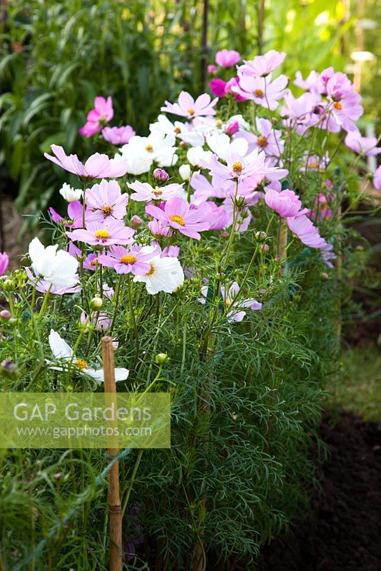 Cosmos 'Sonata Mixed' growing in a row and tied to cane supports in 'The Growing Tastes Allotment Garden' at RHS Hampton Court Flower Show 2009