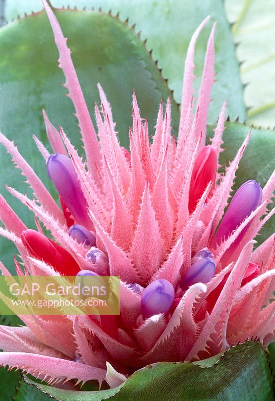 Aechmea fasciata - Pink Bromeliad