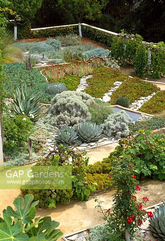 Dry garden in California including Agaves, grape vines, Santolina and other succulants