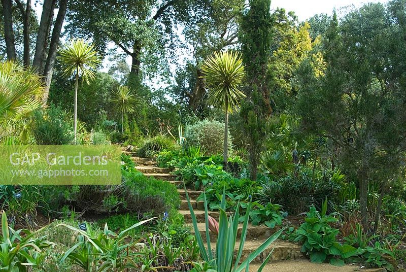 Steps leading up the Mediterranean Bank are lined with Cordyline 'Torbay Dazzler' AGM, palms, Beschornia yuccoides, agaves and other succulents - Abbotsbury Subtropical Gardens, Abbotsbury, nr Weymouth, Dorset, UK