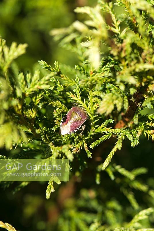 Sloe Bug, Dolycoris baccarum, nestled in Chamaecyparis pisifera 'Snow' - Sir Harold Hillier Gardens/Hampshire County Council, Romsey, Hants, UK
