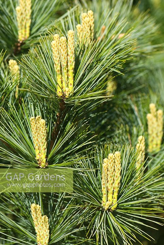 Pinus strobus 'Minuta' - Sir Harold Hillier Gardens/Hampshire County Council, Romsey, Hants, UK