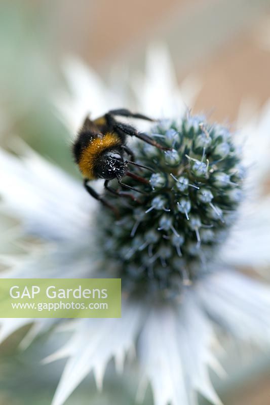 Bombus Terrestris - Bumble bee on Eryngium giganteum 'Silver Ghost' 