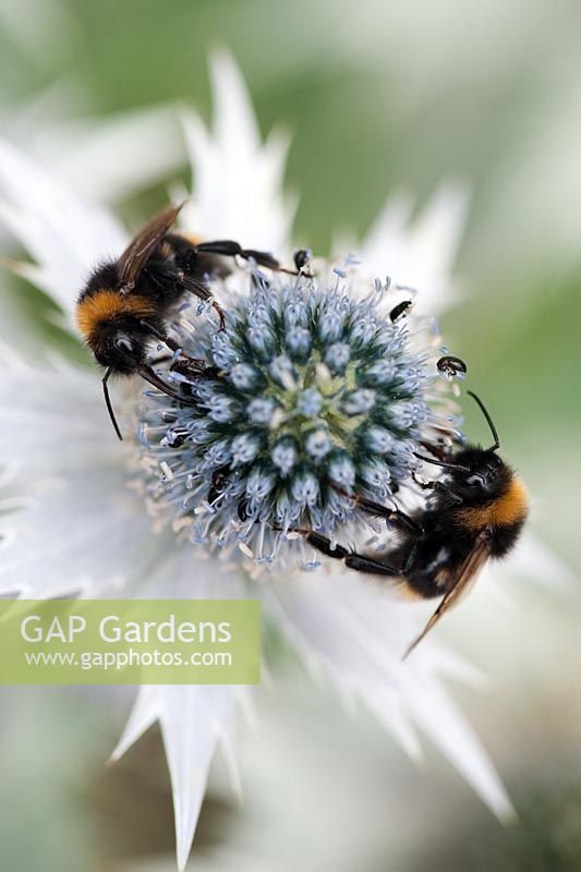 Bombus Terrestris - Bumble bees on Eryngium giganteum 'Silver Ghost' 