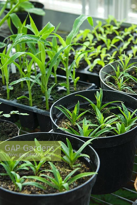 Pots of seedlings in the greenhouse