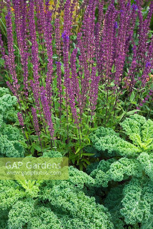 Brassica - Curly Kale in the flower border with Salvia nemerosa
