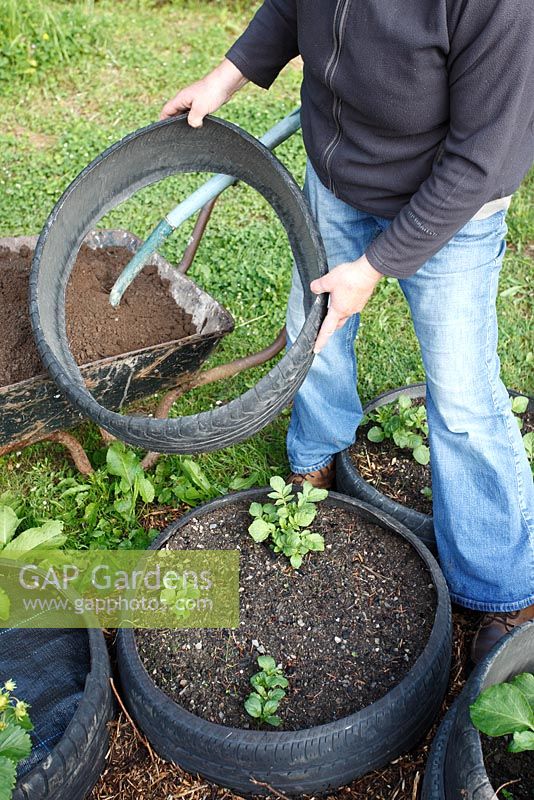 Growing potatoes in tyres - Adding a second tyre