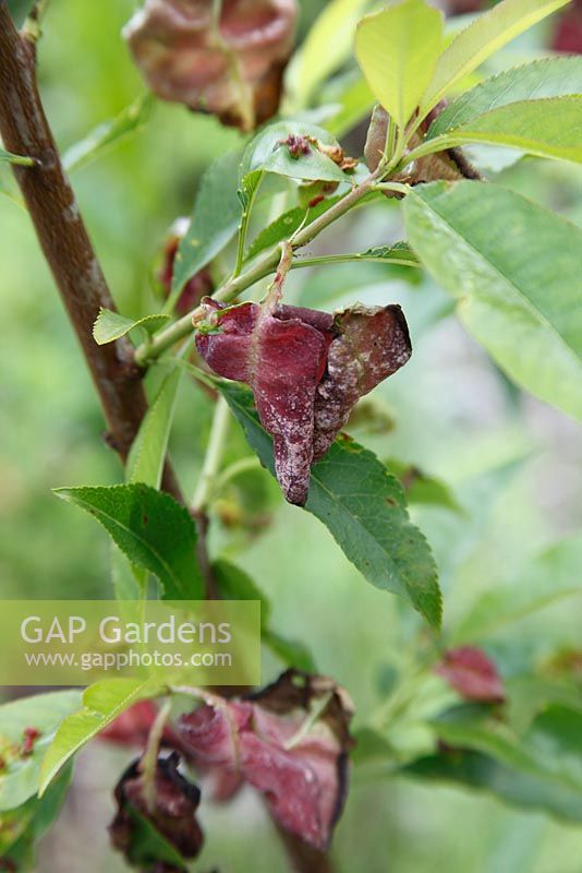 Taphrina deformans - Peach leaf curl on almond leaf