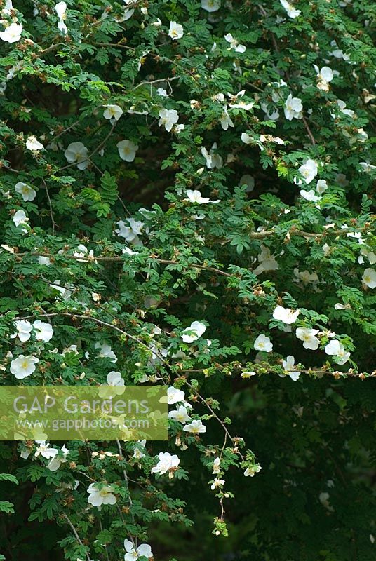 Rosa sericea subsp. omeiensis f. pteracantha - Sir Harold Hillier Gardens/Hampshire County Council, Romsey, Hants, UK