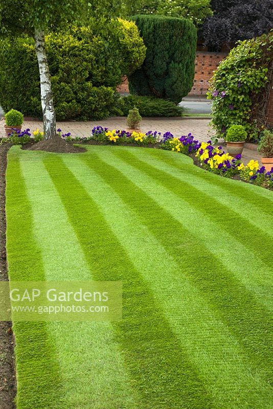 Striped mown lawn with border of yellow and blue pansies