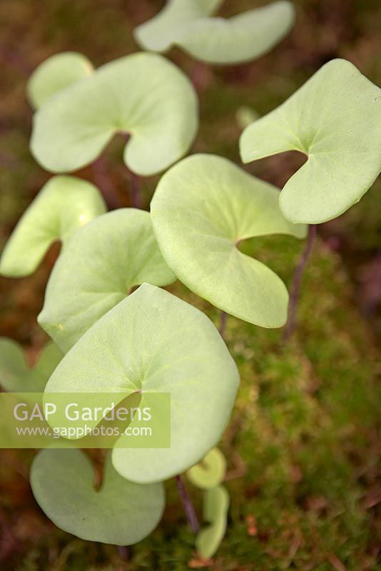 Utricularia reniformis - Bladderwort 