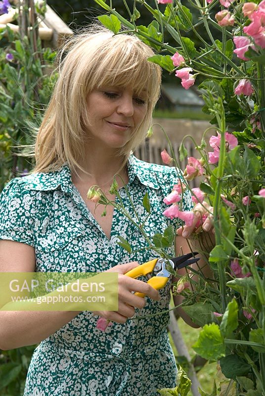 Woman cutting Lathyrus odoratus 'Mrs R Bolton' - Sweet peas for the flower vase