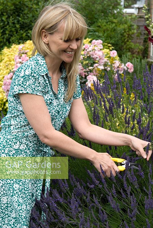 Woman cutting long stems of lavender for the flower vase