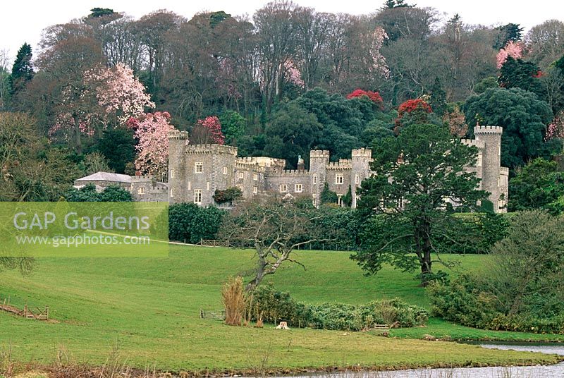 Caerhays Castle Gardens, St Austell, Cornwall. View of the castle and garden from the road with several magnolias visible behind the castle.