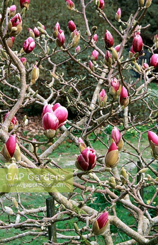 Magnolia 'Garnet' - Caerhays Castle Gardens, St Austell, Cornwall