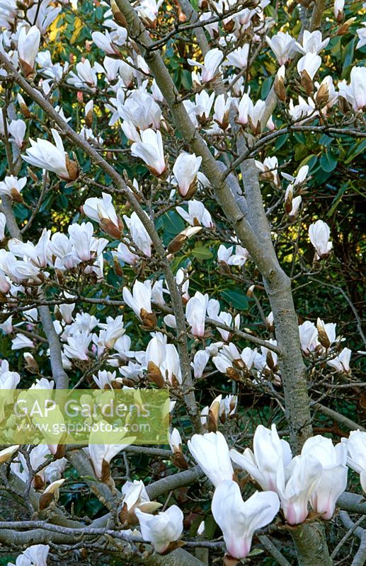 Magnolia x soulangeana 'Pickards Sundew' - Caerhays Castle Gardens, St Austell, Cornwall