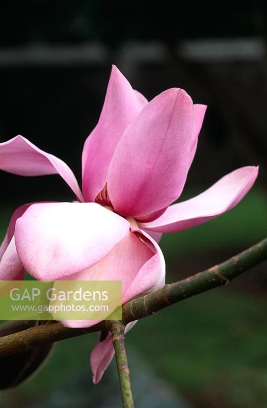 Magnolia campbellii var. mollicomata x sargentiana var robusta 'Mrs F J Williams' - Caerhays Castle Gardens, St Austell, Cornwall