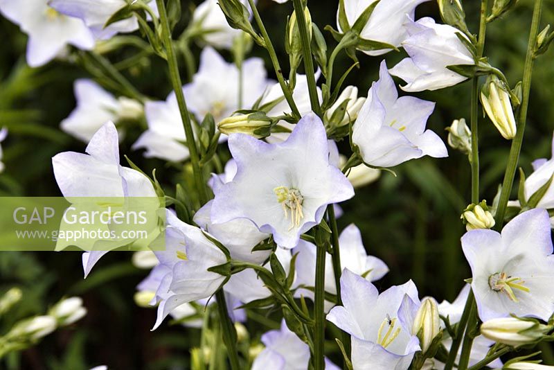 Campanula persicifolia 'George Chiswell' syn Campanula persicifolia 'Chettle Charm'