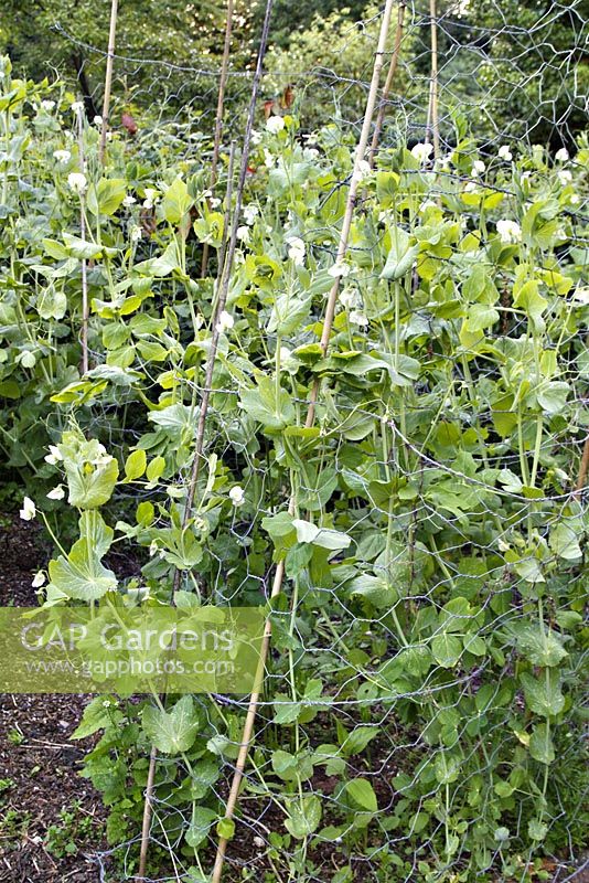 A tall old pea variety of unknown name and excellent flavour and quality kept going every year by saving the seed