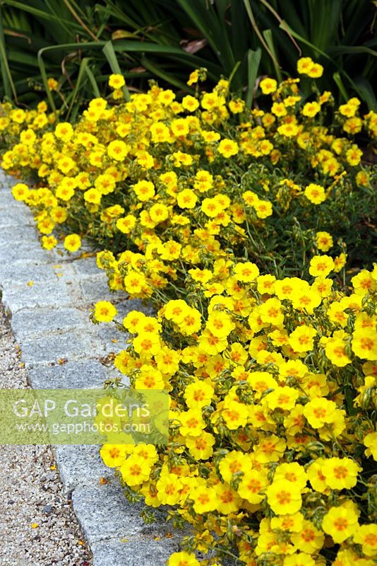 Helianthemum 'Butter and Eggs'