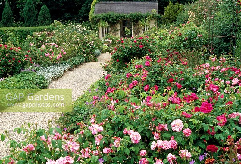 The rose garden with Rosa gallica var. officinalsi and Rosa mundi, Geranium himalayense and view to summerhouse - Llanllyr Garden, Talsman, Wales